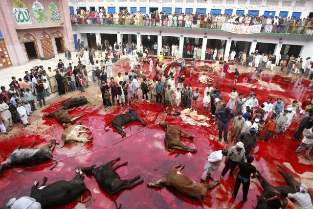 Muslims slaughter bulls during Eid-al-Adha festival in Lahore